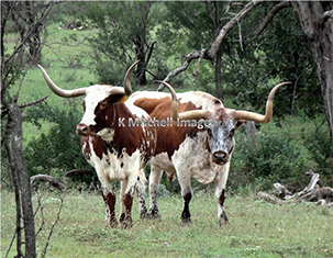 James Hinkle's Van Cliburn ?? x ?? oil painting for sale at the Milan Art Gallery in Downtown Fort Worth Texas