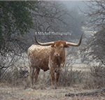 Karen Mitchell's, Buttercup Print for sale at the Milan Art Gallery in Downtown Fort Worth Texas