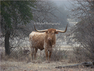 James Hinkle's Van Cliburn ?? x ?? oil painting for sale at the Milan Art Gallery in Downtown Fort Worth Texas
