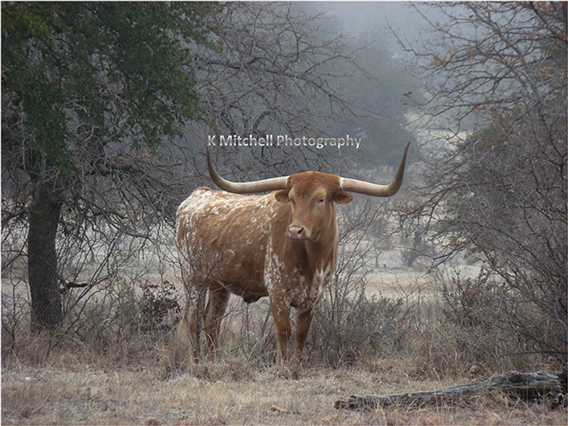 James Hinkle's Van Cliburn ?? x ?? oil painting for sale at the Milan Art Gallery in Downtown Fort Worth Texas