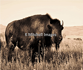 Karen Mitchell's, Home on The Range Print for sale at the Milan Art Gallery in Downtown Fort Worth Texas